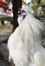 【特選】天理市教育委員会教育長賞『魔除けの一声』池田薫氏 【特選】天理市教育委員会教育長賞『魔除けの一声』池田薫氏