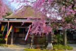 【準特選】『福住の郷 花の寺』梅本秀明氏 【準特選】『福住の郷 花の寺』梅本秀明氏